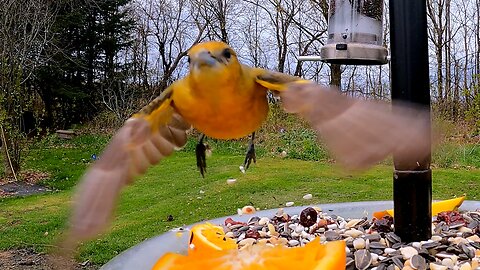 Orioles are one of the most vividly colored birds in North America