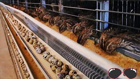 How Quail Farm Make Million Eggs and Meat Inside Modern Quail Farm - Quail Meat Processing