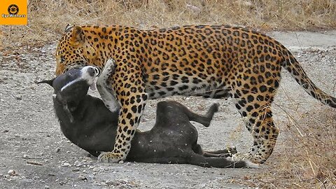 15 Dogs Mercilessly Attacked And Killed By Leopards Tigers.....