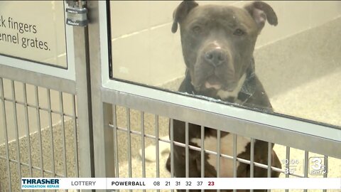 Call for help from Nebraska Humane Society well received: high number of strays NHS explores new partnership