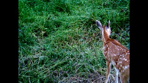 White Tail Fawns