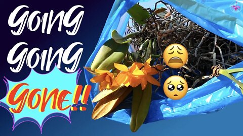 Dealing with dead #orchids | What went wrong? Spring Cleaning | New Mic sound check #SpringCleaning