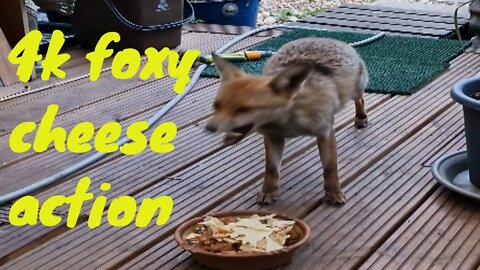 🦊Friendly urban fox comes to the back door and takes a bit of cheese