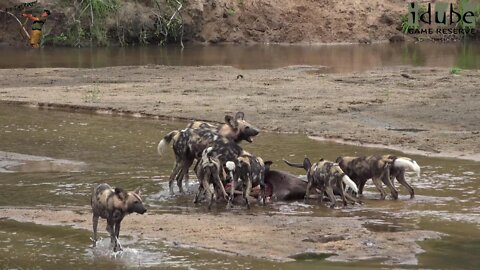 Wild Dog Pack With A Nyala Meal In The River