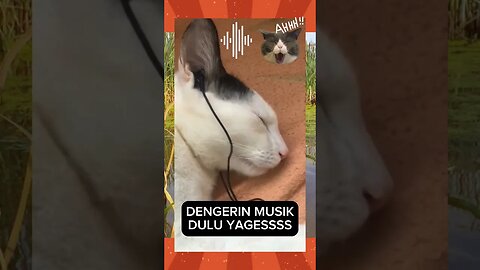 dengerin musik dulu yages sebelum bobo #kucinglucu #funnycat #shortanimals