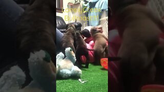 Puppy sounds. LonelyCreek bullmastiff Puppies playing