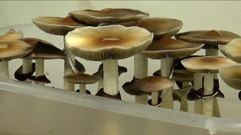 Yes to 'magic mushrooms', No to wine in grocery stores?