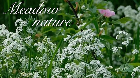 Meadow Nature Sounds, Relaxing Sleep, Healing nature sounds for Stress Relief, Meditation