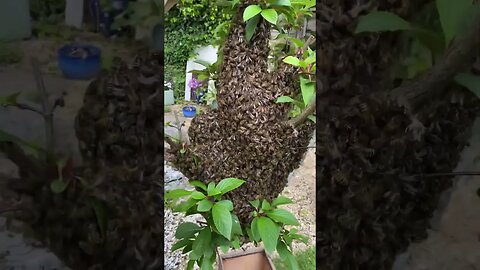 Honey Bee Swarm In The Garden