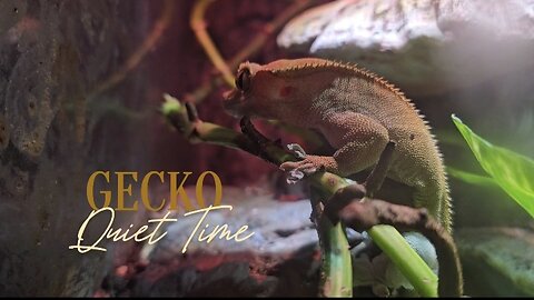 Gecko Quiet Time 🦎