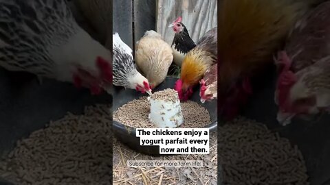 Yogurt Parfait for Chickens // Tasty Chicken Treat! #shorts