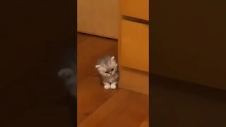 FUNNY CUTE KITTEN - Tiktok Compiled #Shorts