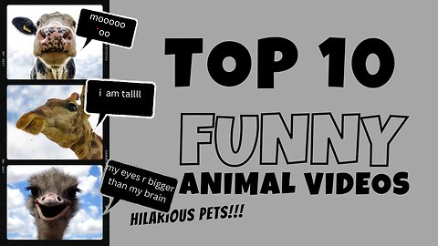 THE BEST FUNNY ANIMAL VIDEOS