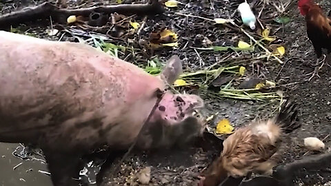 Pig eats baby chicken alive