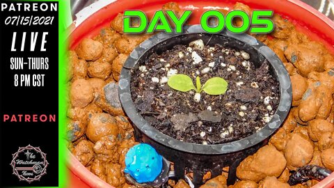 The Watchman News - Day 005 Daily VLOG - Apartment Size Indoor Economic Hybrid Hydroponic Gardening