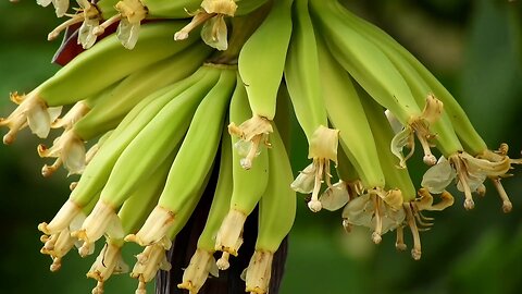 "Banana Plants: More Than Just Fruit"