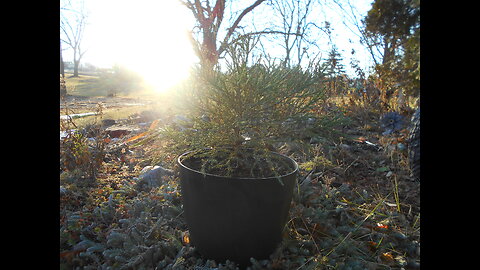 December Magic Giant Sequoia Dec 2022