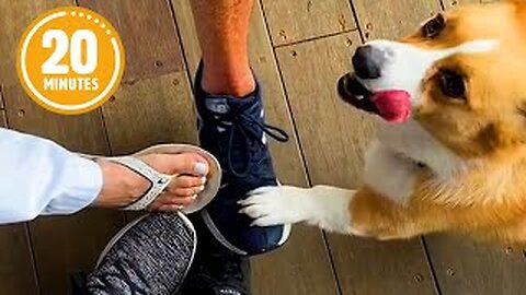 🐾 CUTE Dog Is The MVP 😲 | FUNNIEST Pets of the Month