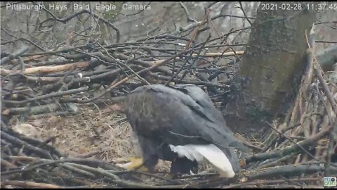 Hays Eagles Mom gulps down a fish Dad brought 2021 02 28 11:36AM