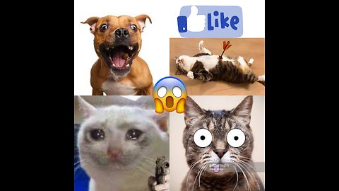 Get Ready to Laugh with These Hilarious Funny Cats and Dog's Reactions