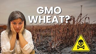 GMO WHEAT Has Invaded the U.S.! | Full Breakdown