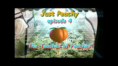 Just Peachy Ep.4 "The Teaches of Peaches" #Phenohunt #SouthBayGenetics #Dommia #DM6000 🍑🍍☀😎🔨 Day 14