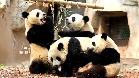 Pandas take the bus to eat fruits enjoy...