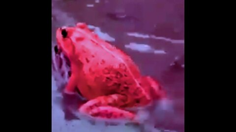 Viral Red Frog / Amazing Red Frog / Frog viral video / viral video 2022