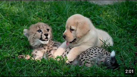 This dog and the cheetah met as children, two years later, they are still inseparable