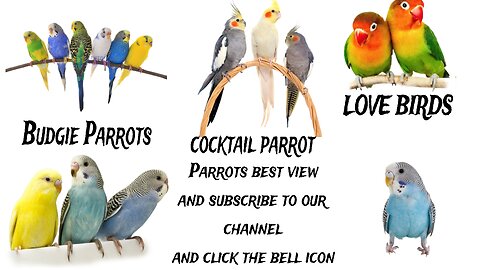 Parrot birds beautiful view 🦜🦜