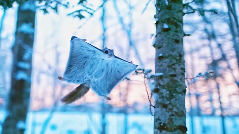 Baby Flying Squirrel Takes First Time Flight | Diffrent Animal Videos