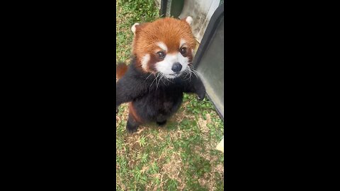 Red panda