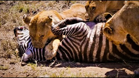 Lions hunting and killing zebras