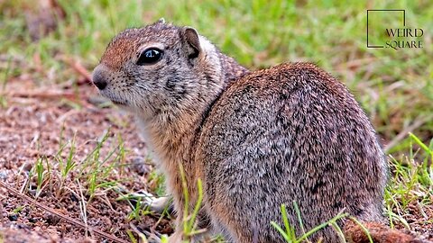 Interesting facts about Richardson s ground squirrel by weird square