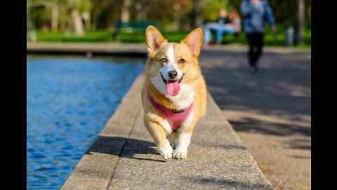 Dog's first taste of the joy of swimming funny animals