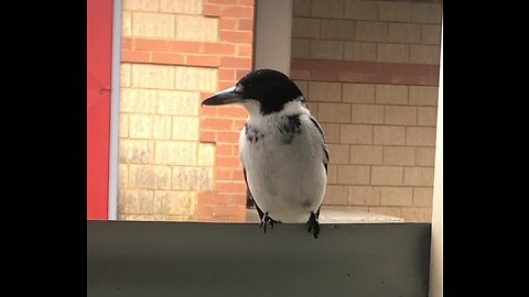 Pied Butcher Bird chilling