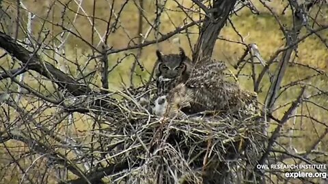 Rodger's Place-Showing Location Of Nest 🦉 4/18/22