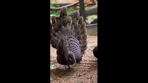 beautiful bird like a peacock