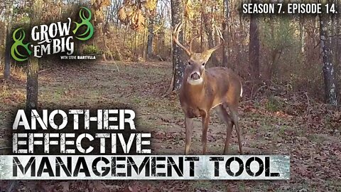 Hunt Mature Bucks With Staging Plots