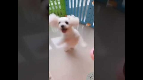 Spinning Dog (WHAT A SKILL!!)