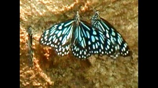 Indian Butterfly Migration