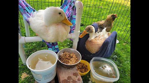 Morey Amsterduck's Leg Surgery Fundraiser