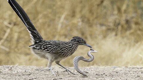 Predator vs Prey- Rattlesnake and Roadrunner Bird Face Off