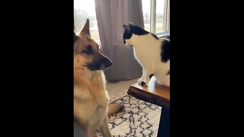 Tails of Laughter |Funny Dogs and Cats