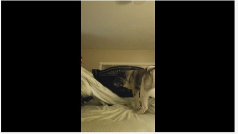 Akita "helps" owner make the bed