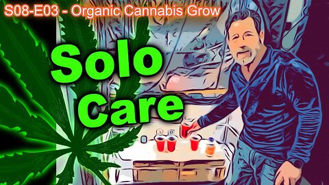 S08 E03 - Cannabis Seedlings In Solo Cups After Transplant - Lighting / Watering / Temp / Humidity