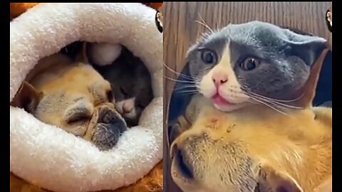 Funny cat and dog live together in the winter season 😂😂