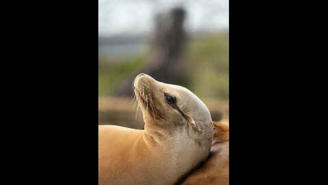 Sea lion and saxophone