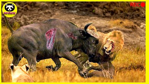 This Stupid Lion Attacked the Buffalo!