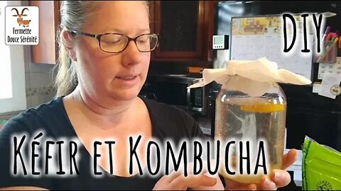 On démarre du #KÉFIR et du #KOMBUCHA! #DIY #188